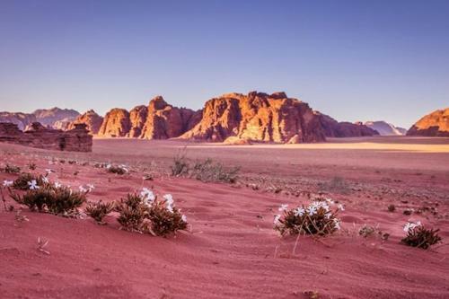 Desert Wonders Camp