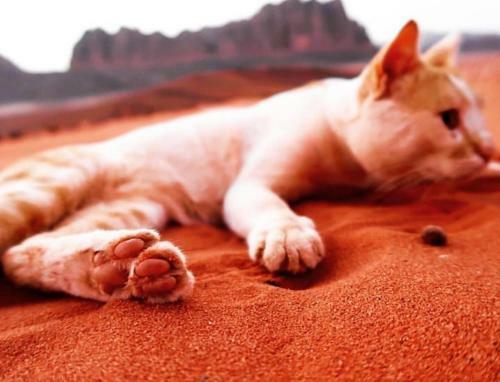 Bedouins Desert Camp