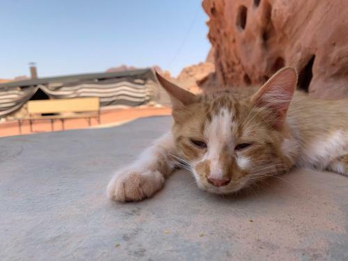 Wadi Rum Bedouin Tour With A Camp
