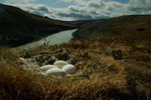 Hotel Wilderness Center / �bygg�asetur �slands