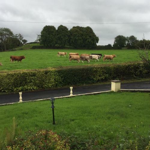 Bed & Breakfast Bunratty View