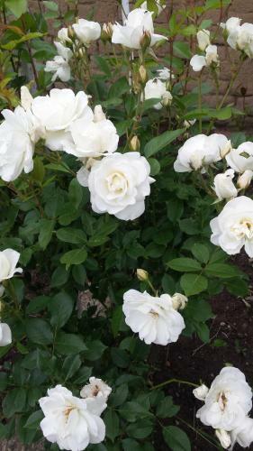 Hostal Villa Terzievi - House Of Roses