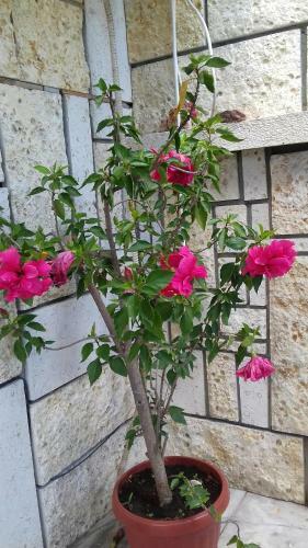 Hostal Guest House Sun