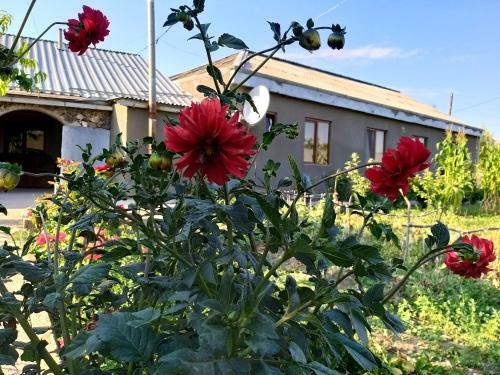 Hostal Tatev Emma B&B