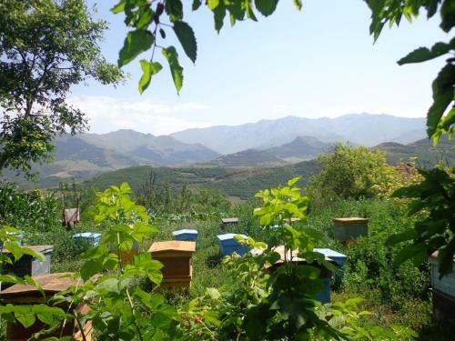Anush`s B&B