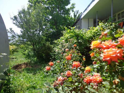 Anush`s B&B