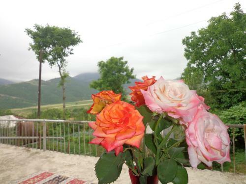 Anush`s B&B
