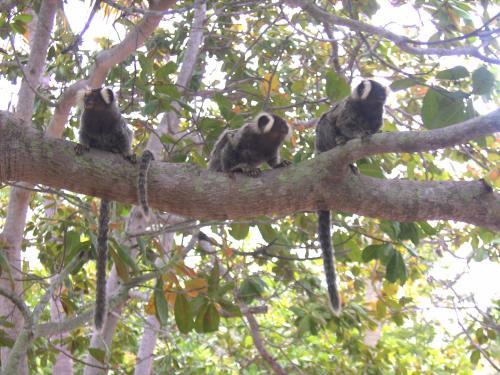 Hostal Ecolodge Batel Alagoas