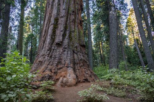 Sequoia Dreams