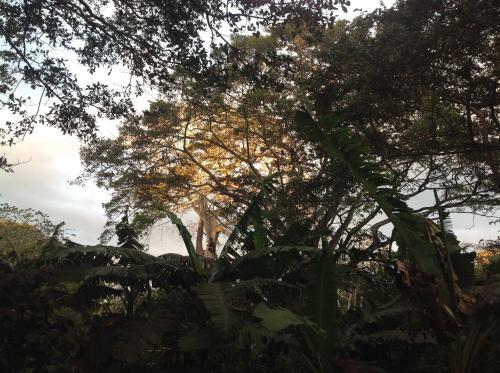 Mombacho Lodge