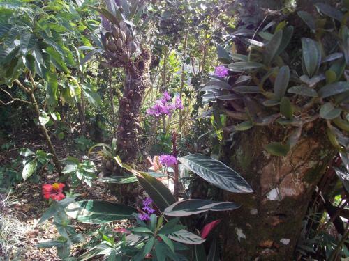 Bed & Breakfast Hotel Las Orquideas