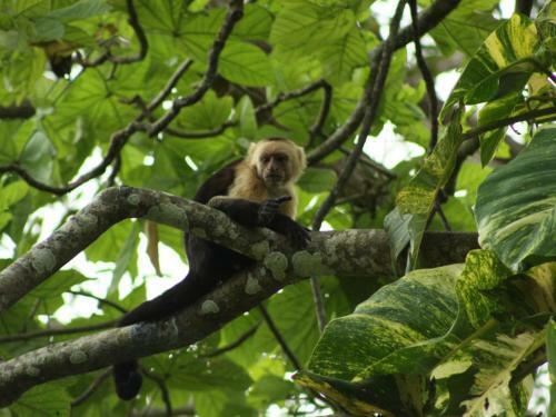 Apartamento Howler Monkey Hotel