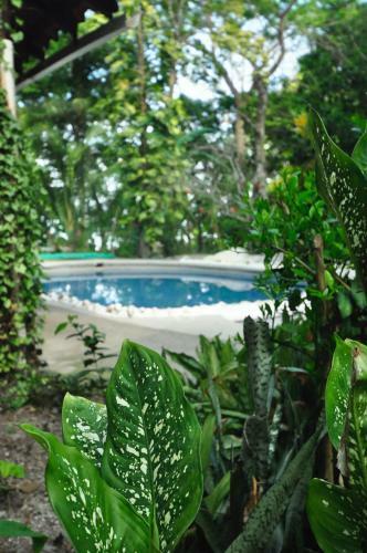 Apartamento Howler Monkey Hotel