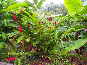 Hotel Heliconias