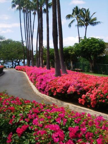 Apartamento Kamaole Sands #1-406 Condo