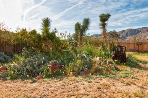 Cactus Adobe