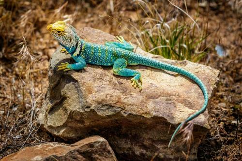 Motel Stone Lizard Lodging