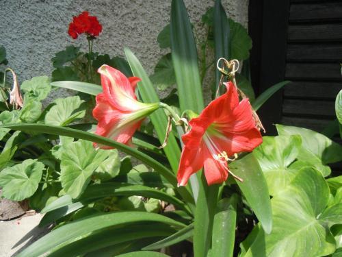 Hostal Guest House Vila Biljana