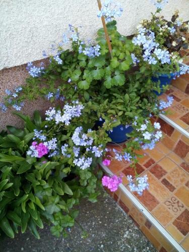 Hostal Guest House Isidora