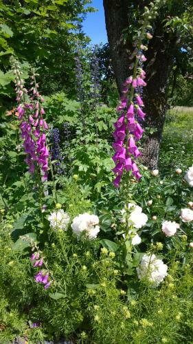 Bed & Breakfast Elisetorp