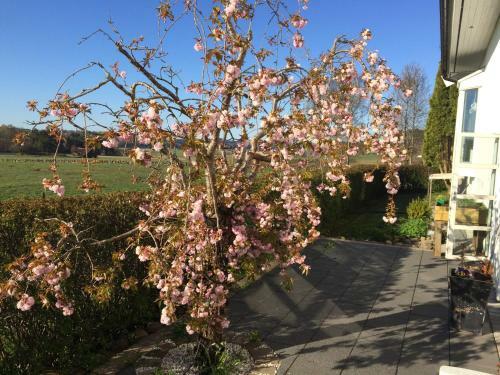B&B Ale Tingstad