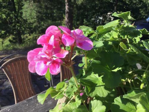 Lillstuga Str�mma