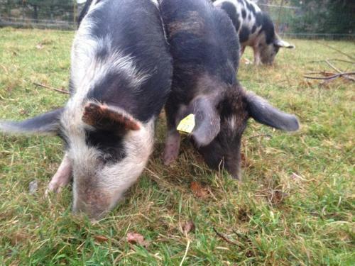 Agroturismo Farm Stay Happy Dogs Ranch