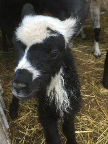 Agroturismo Farm Stay Happy Dogs Ranch