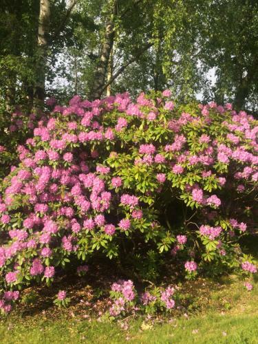 Hostal Swedish Idyll