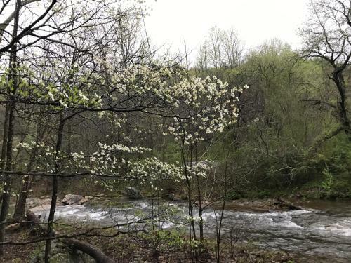 Villa Black Forest Vacation Rentals