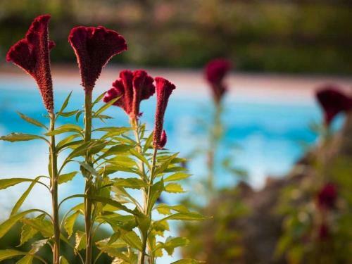 Casciana Terme Villa Sleeps 16 Pool Air Con Wifi