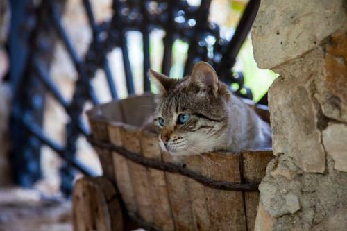 Bed & Breakfast Casa Go'el