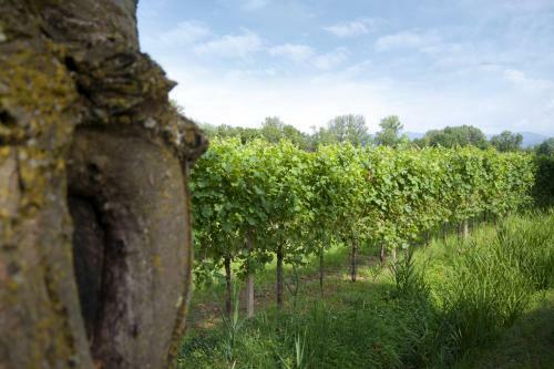 Bed & Breakfast Alloggio Agrituristico Corte San Biagio