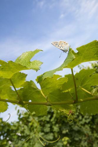 Bed & Breakfast Alloggio Agrituristico Corte San Biagio