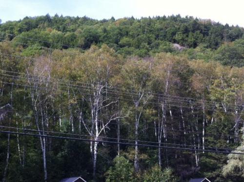 Maple Lodge Cabins