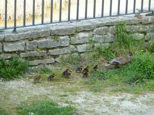 Apartamentos Atostarra