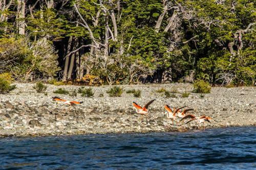 Lodge Domos El Aura - Parque Nacional Los Alerces