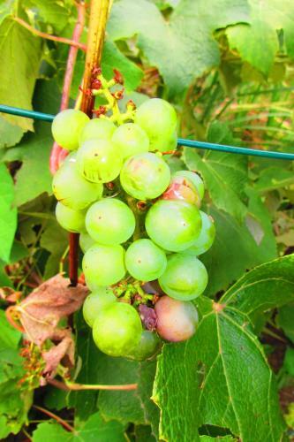 Lodge Chata U Vin�ra Milana, Tatralandia