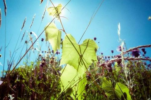 Bed & Breakfast Villa Vinica