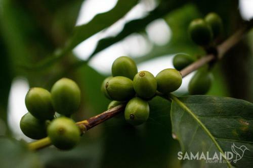 Posada Casa Cafe - Samaland