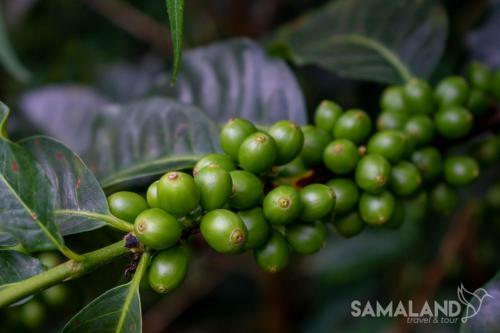 Posada Casa Cafe - Samaland