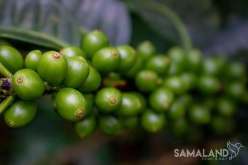 Posada Casa Cafe - Samaland