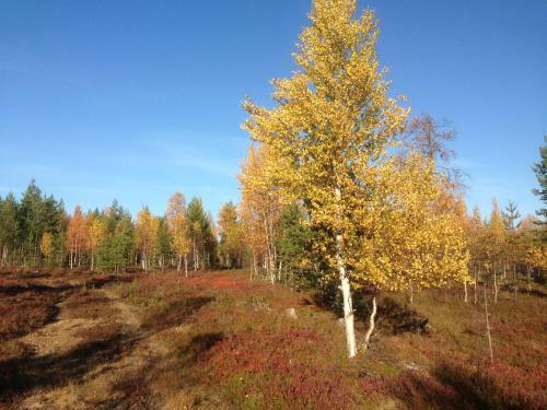 Vuotson Maja B&B