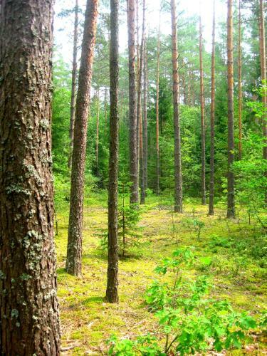 Agrousadba Belorusskiy Baykal