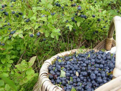 Mislotino Agro Villa