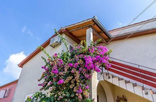 Apartment Branka