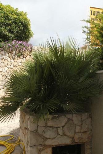 Apartments With A Parking Space Cavtat (Dubrovnik) - 8986