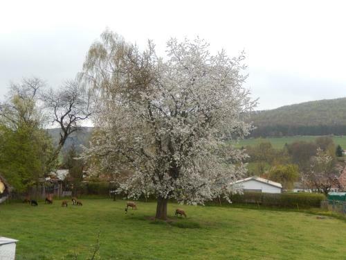 Apartamento Ferienwohnung In Der Rh�n