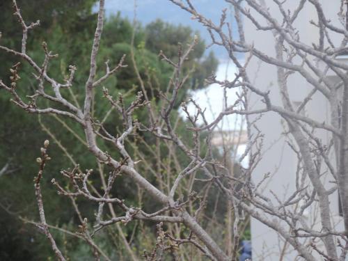 Apartments With A Parking Space Orebic (peljesac) - 15086