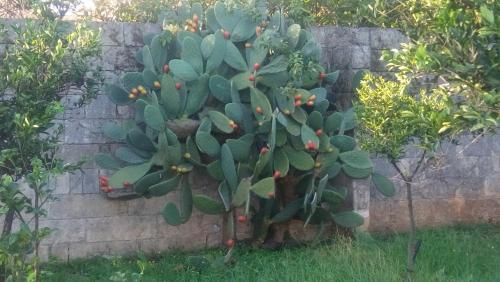 Apartamento Il Giunco